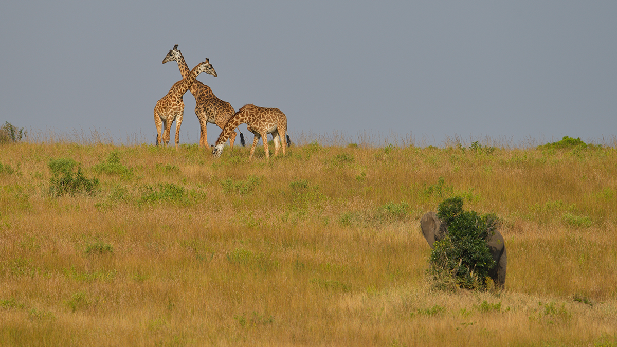 _85R1341_20180723_165248_2513Masai Mara 2018_3184Masai Mara 2018-1200.jpg