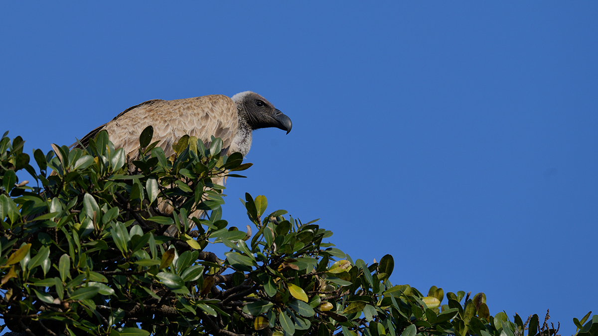 _85R1383_20180723_171938_2514Masai Mara 2018_3185Masai Mara 2018-1200.jpg