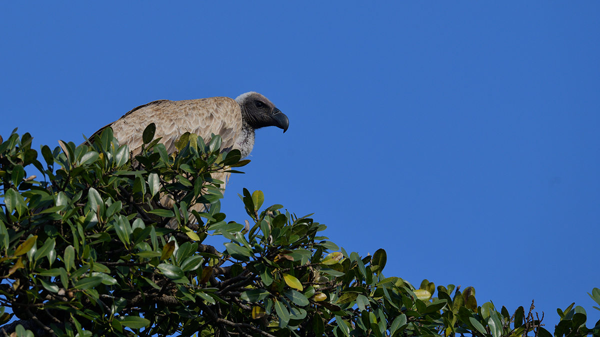 _85R1386_20180723_171939_2515Masai Mara 2018_3186Masai Mara 2018-1200.jpg