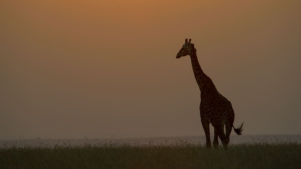 _85R1415_20180723_183400_2516Masai Mara 2018_3187Masai Mara 2018-1200.jpg