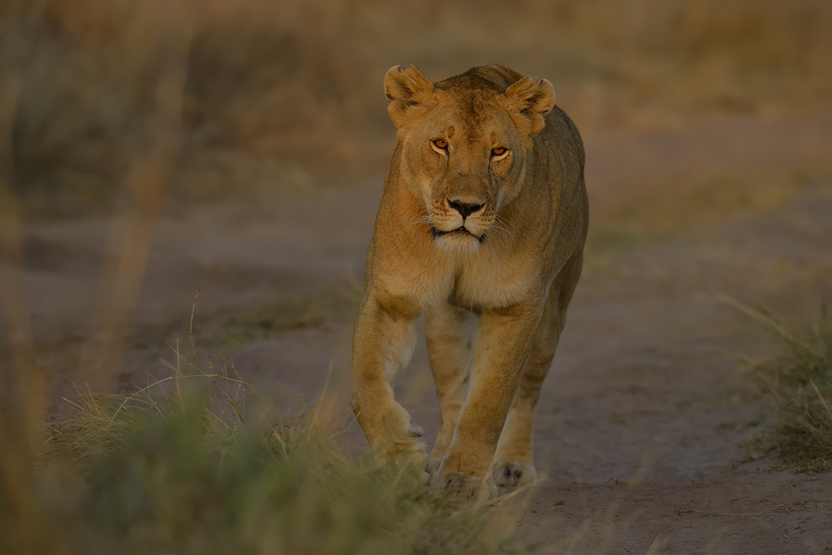 _85R1424_20180724_070507_2367Masai Mara 2018_3325Masai Mara 2018-1200.jpg