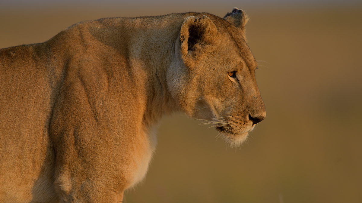 _85R1457_20180724_070929_2368Masai Mara 2018_3326Masai Mara 2018-1200.jpg