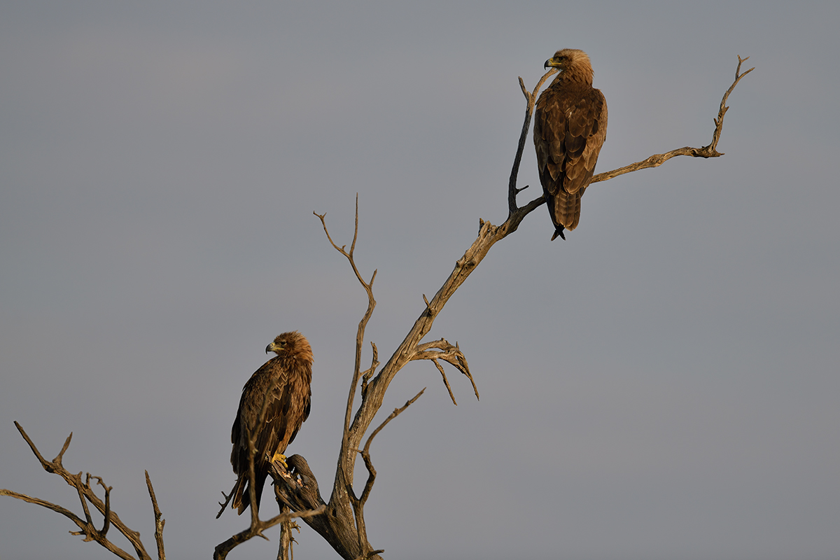 _85R1491_20180724_074006_2370Masai Mara 2018_3328Masai Mara 20181200.jpg