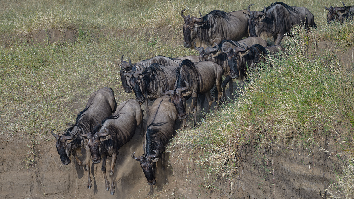_85R1531_20180724_081012_2371Masai Mara 2018_3329Masai Mara 2018-1200.jpg