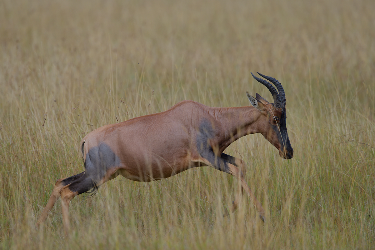 _85R1559_20180801_075526_5770Masai Mara 2018_5892Masai Mara 2018.jpg