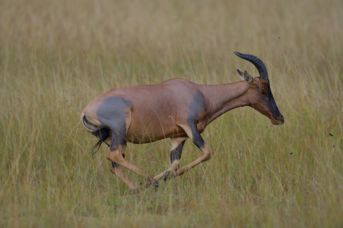 _85R1560_20180801_075526_5771Masai Mara 2018_5893Masai Mara 2018.jpg