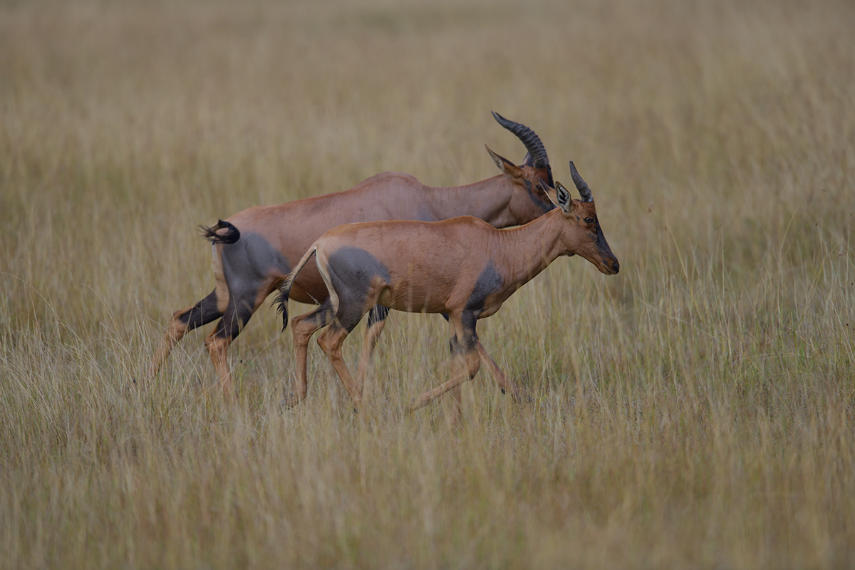 _85R1570_20180801_075602_5797Masai Mara 2018_5894Masai Mara 2018.jpg