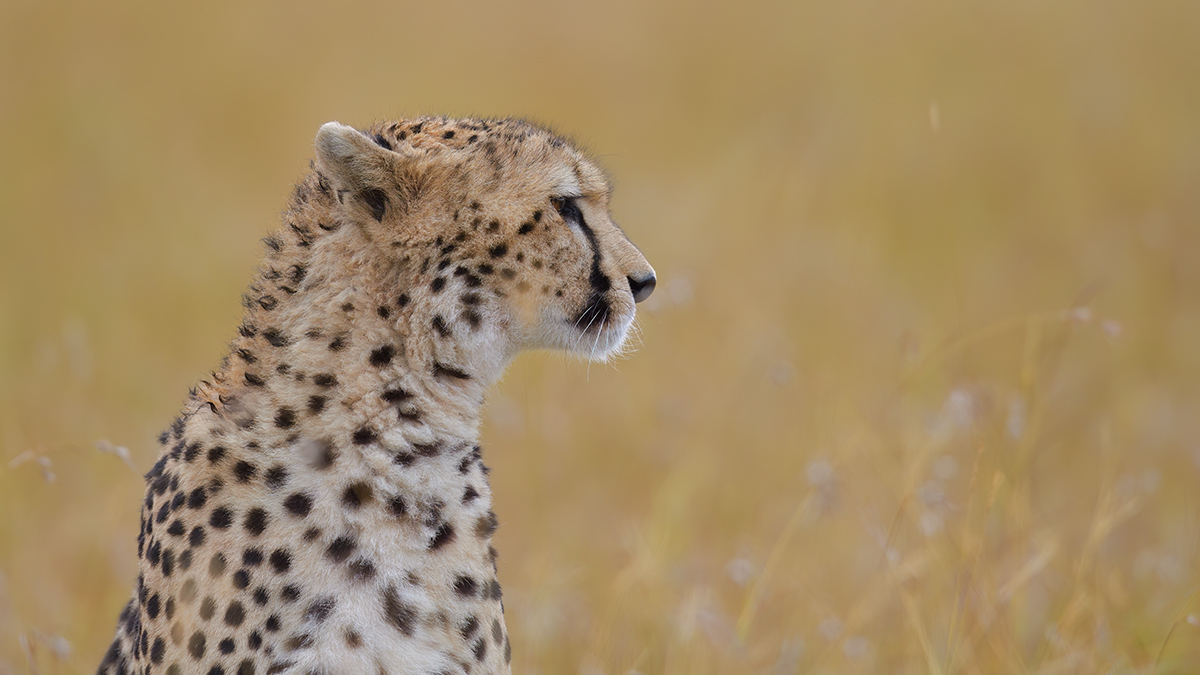 _85R1585_20180801_083858_5799Masai Mara 2018_5896Masai Mara 2018.jpg