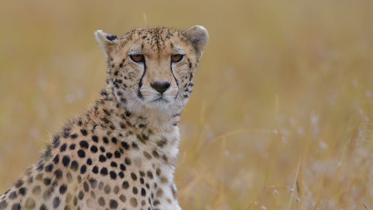 _85R1602_20180801_084022_5800Masai Mara 2018_5897Masai Mara 2018.jpg