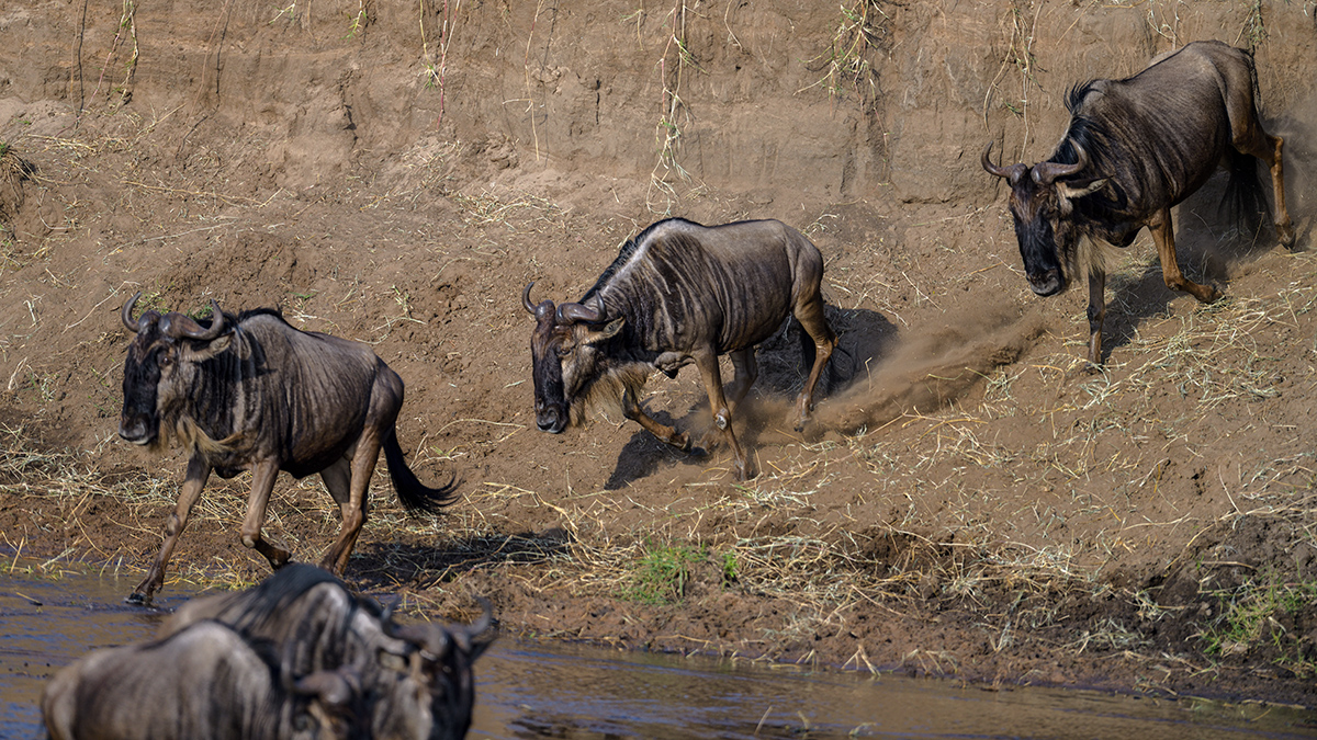 _85R1607_20180724_081052_2372Masai Mara 2018_3330Masai Mara 2018-1200.jpg