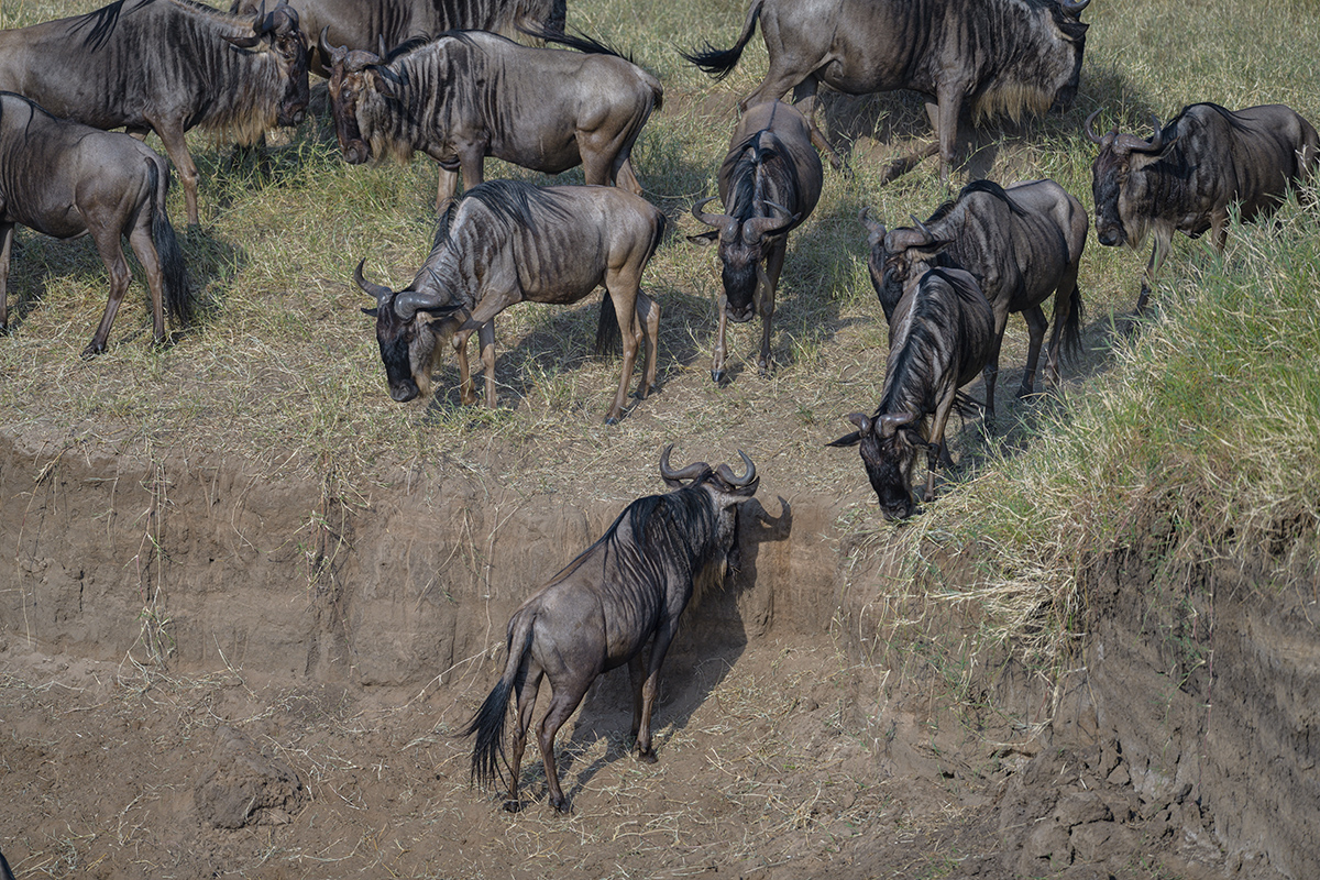 _85R1623_20180724_081249_2374Masai Mara 2018_3332Masai Mara 2018-1200.jpg