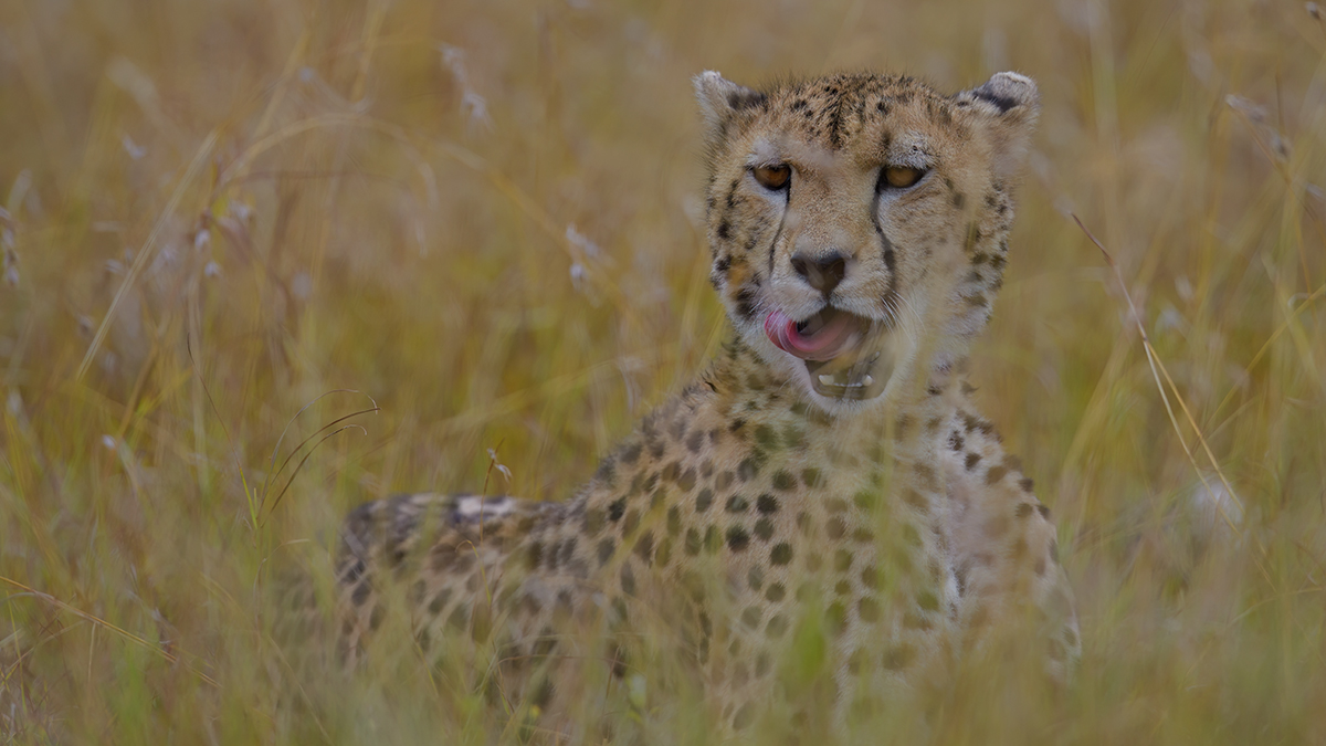 _85R1649_20180801_085114_5804Masai Mara 2018_5901Masai Mara 2018.jpg