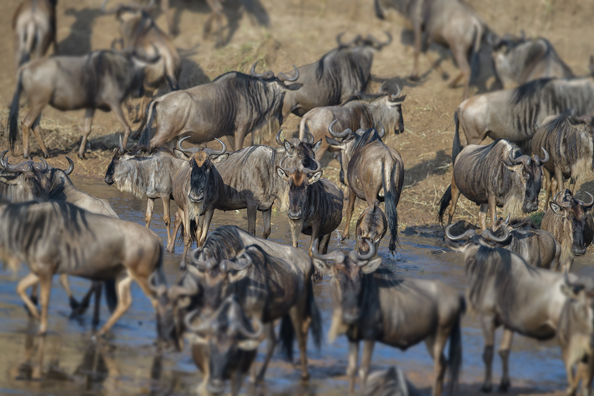 _85R1697_20180724_081346_2375Masai Mara 2018_3333Masai Mara 2018-1200.jpg