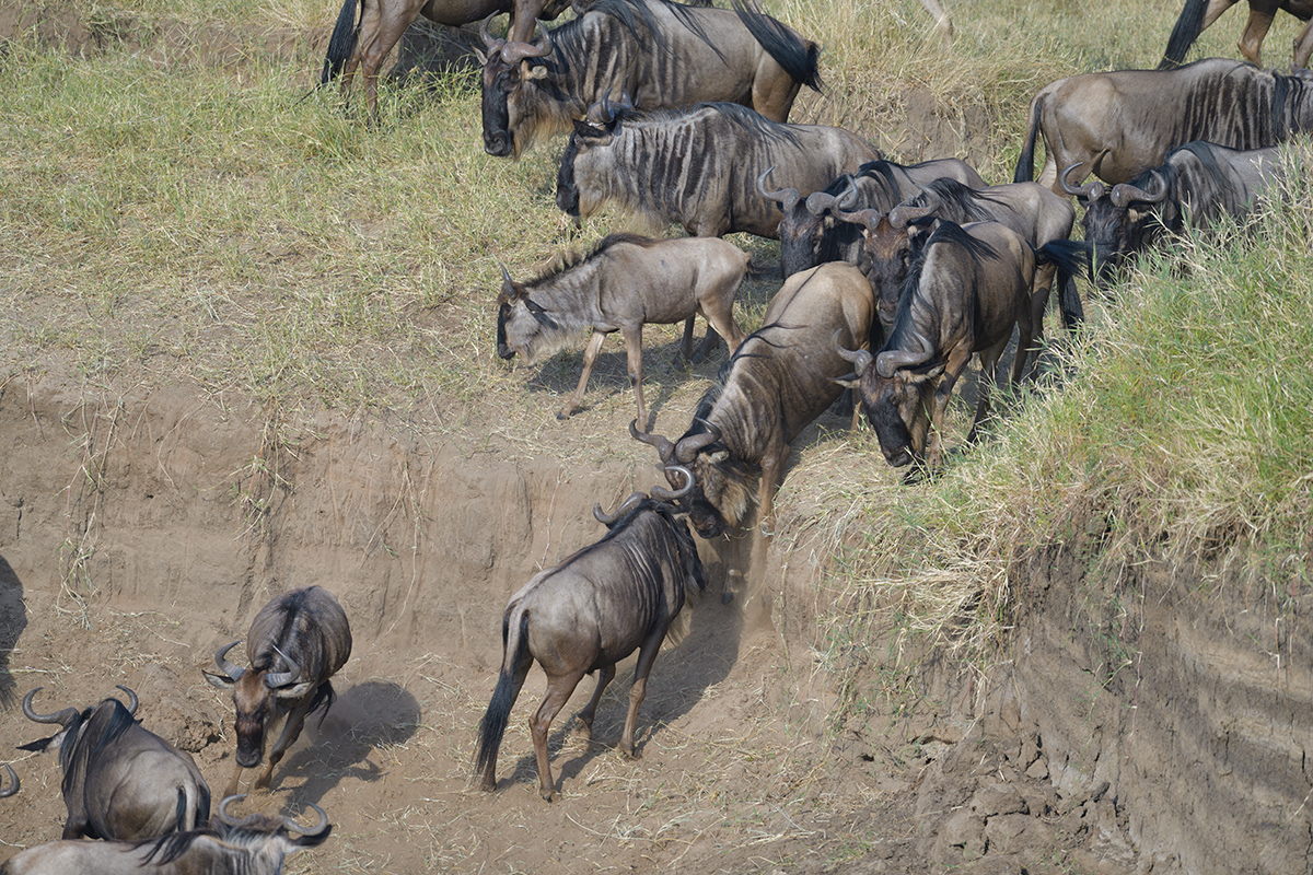 _85R1724_20180724_081433_2376Masai Mara 2018_3334Masai Mara 2018-1200.jpg