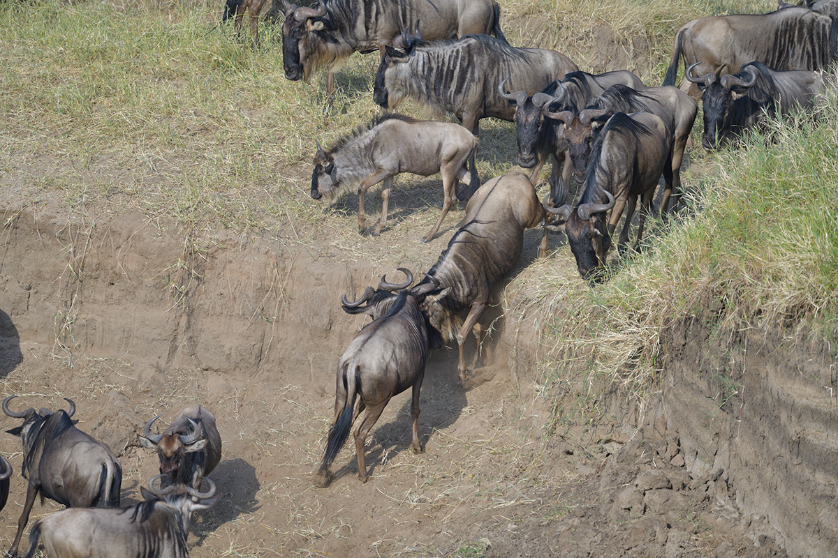 _85R1727_20180724_081434_2378Masai Mara 2018_3336Masai Mara 2018-1200.jpg