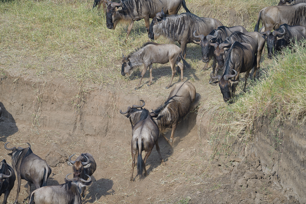 _85R1729_20180724_081434_2380Masai Mara 2018_3338Masai Mara 20181200.jpg