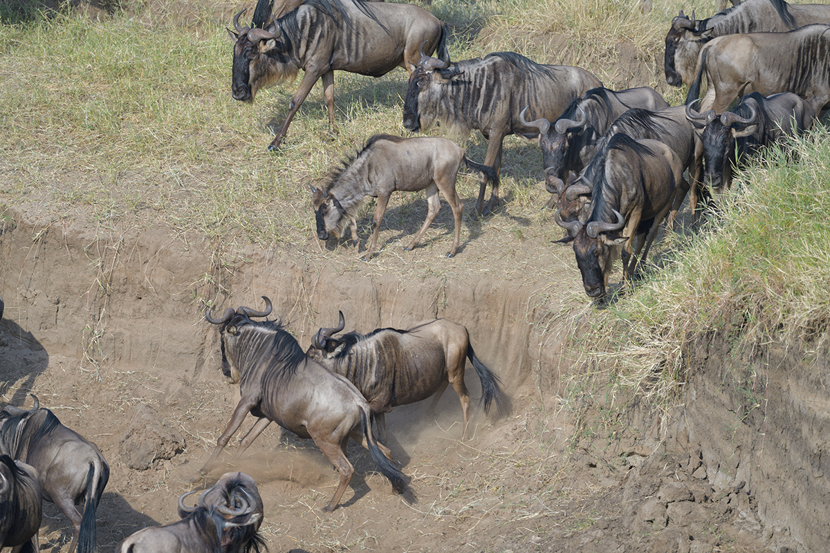 _85R1731_20180724_081434_2382Masai Mara 2018_3340Masai Mara 20181200.jpg