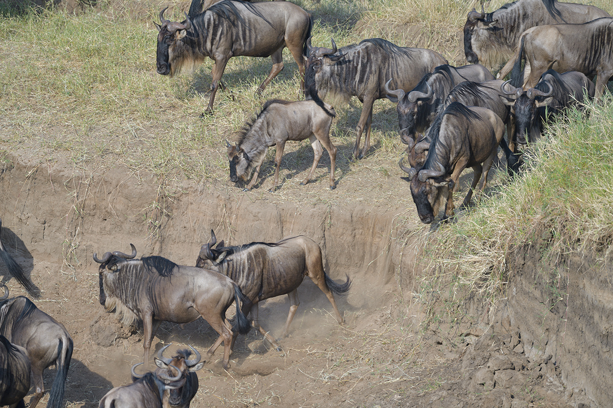 _85R1733_20180724_081435_2384Masai Mara 2018_3342Masai Mara 2018-1200.jpg