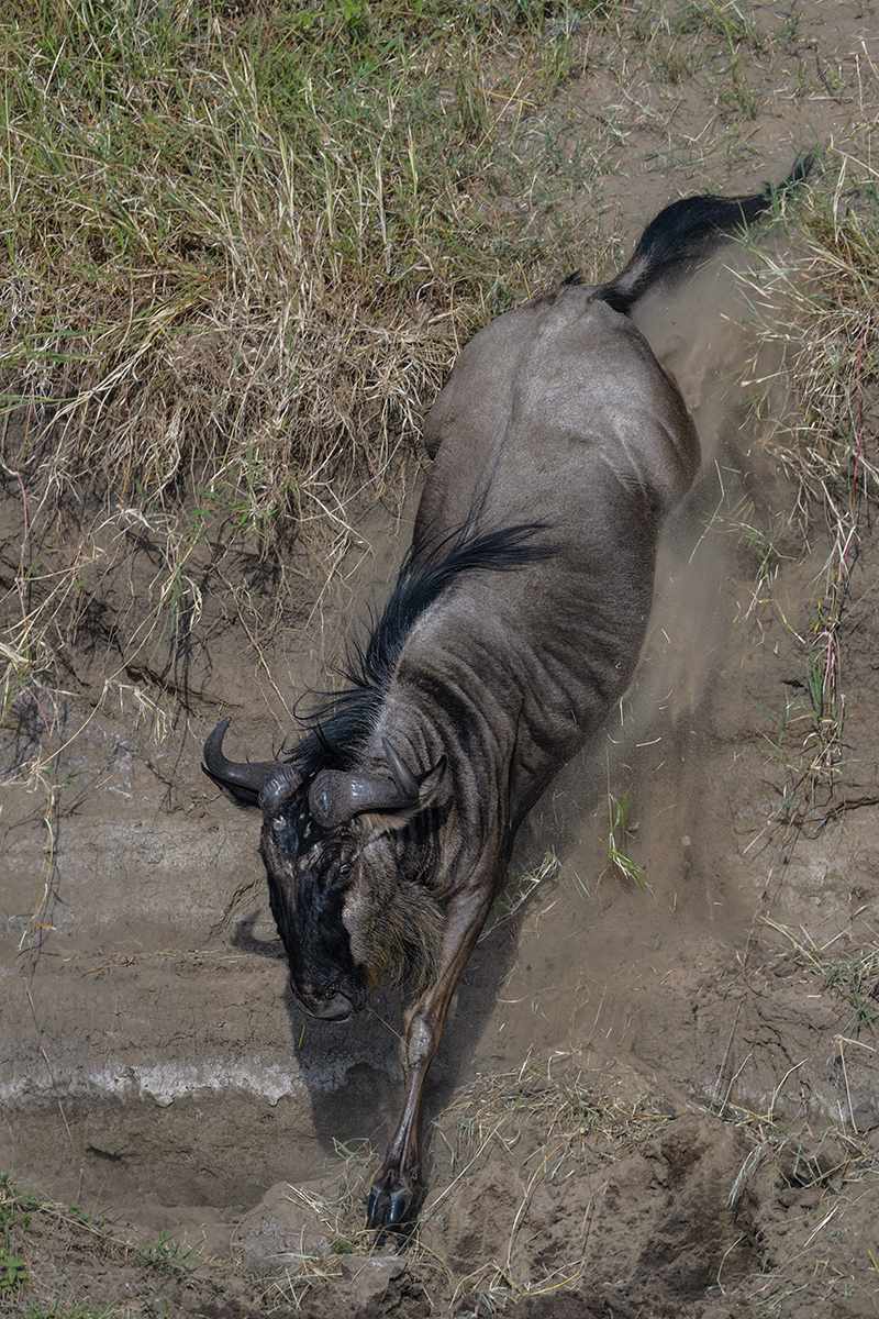 _85R1794_20180724_081857_2390Masai Mara 2018_3348Masai Mara 2018-1200.jpg
