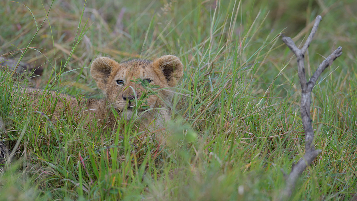 _85R1841_20180801_090438_5776Masai Mara 2018_5913Masai Mara 2018.jpg