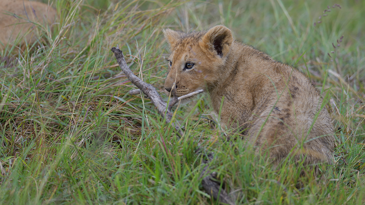 _85R1844_20180801_090831_5777Masai Mara 2018_5914Masai Mara 2018.jpg