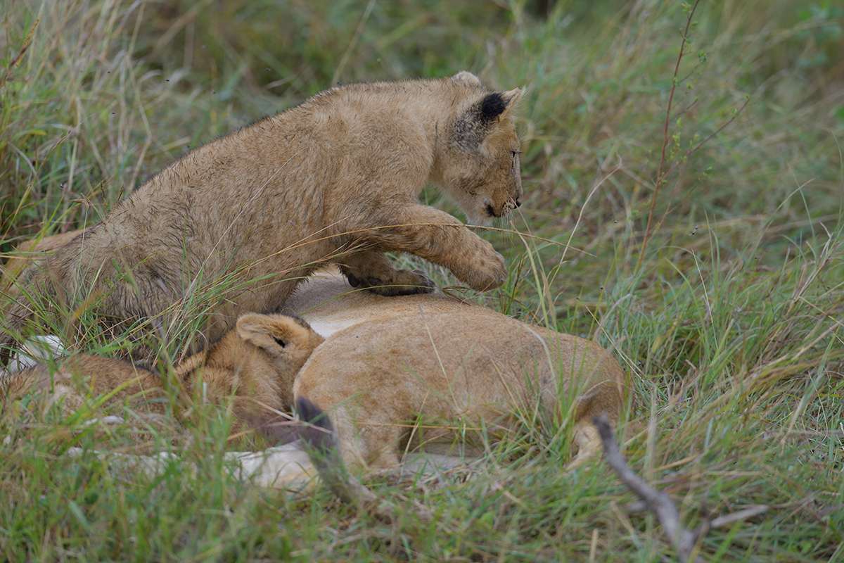 _85R1997_20180801_091306_5814Masai Mara 2018_5917Masai Mara 2018.jpg