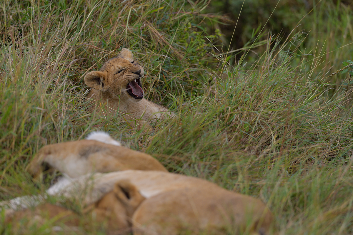 _85R2115_20180801_091529_5821Masai Mara 2018_5924Masai Mara 2018.jpg