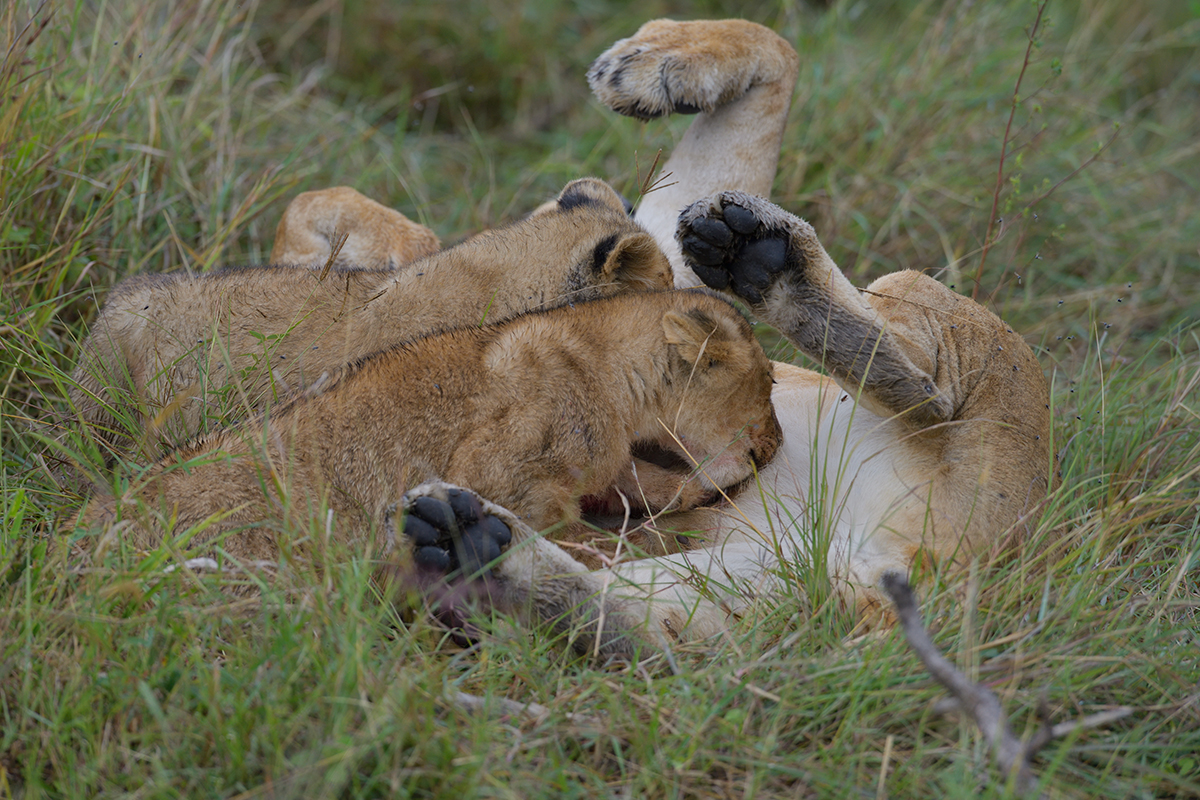 _85R2177_20180801_091542_5825Masai Mara 2018_5928Masai Mara 2018.jpg