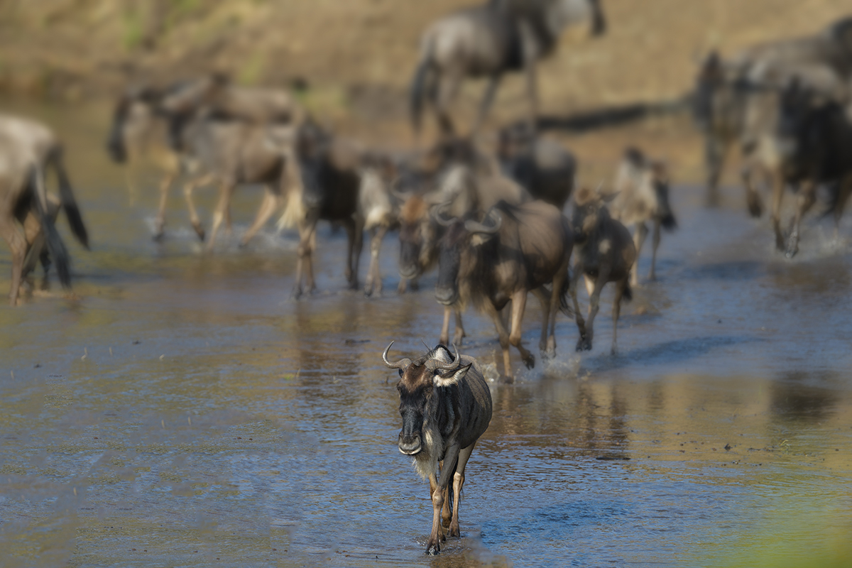_85R2190_20180724_082452_2395Masai Mara 2018_3353Masai Mara 2018-1200.jpg