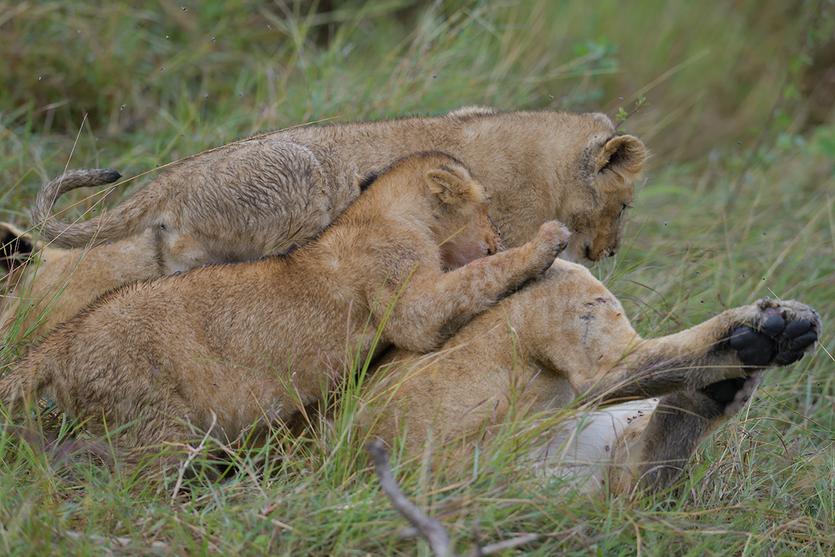 _85R2198_20180801_091546_5827Masai Mara 2018_5930Masai Mara 2018.jpg