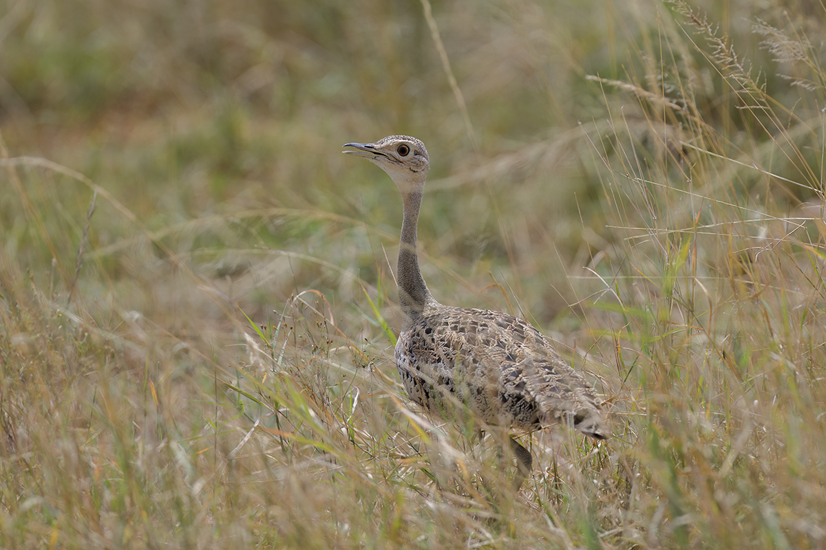 _85R2223_20180718_102409_853Masai Mara 2018-1200.jpg