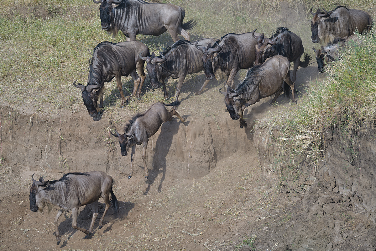 _85R2288_20180724_082622_2397Masai Mara 2018_3355Masai Mara 2018-1200.jpg