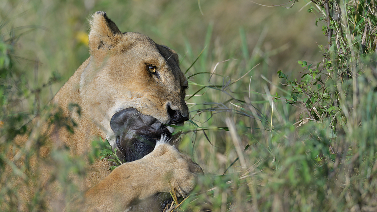 _85R2319_20180724_083142_2398Masai Mara 2018_3356Masai Mara 2018-1200.jpg
