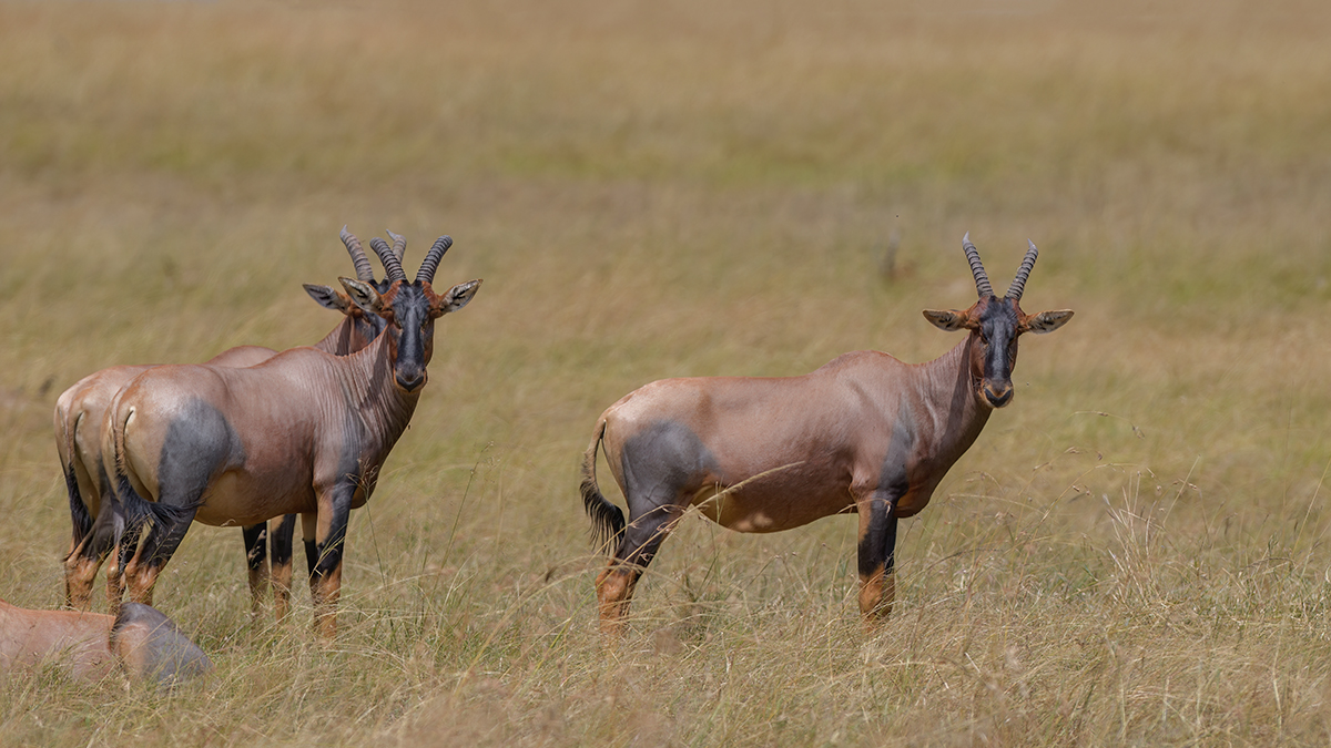 _85R2340_20180718_104010_858Masai Mara 2018-1200.jpg