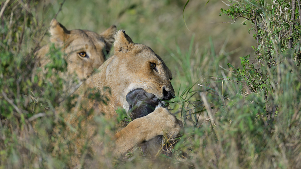 _85R2344_20180724_083154_2399Masai Mara 2018_3357Masai Mara 2018-1200.jpg