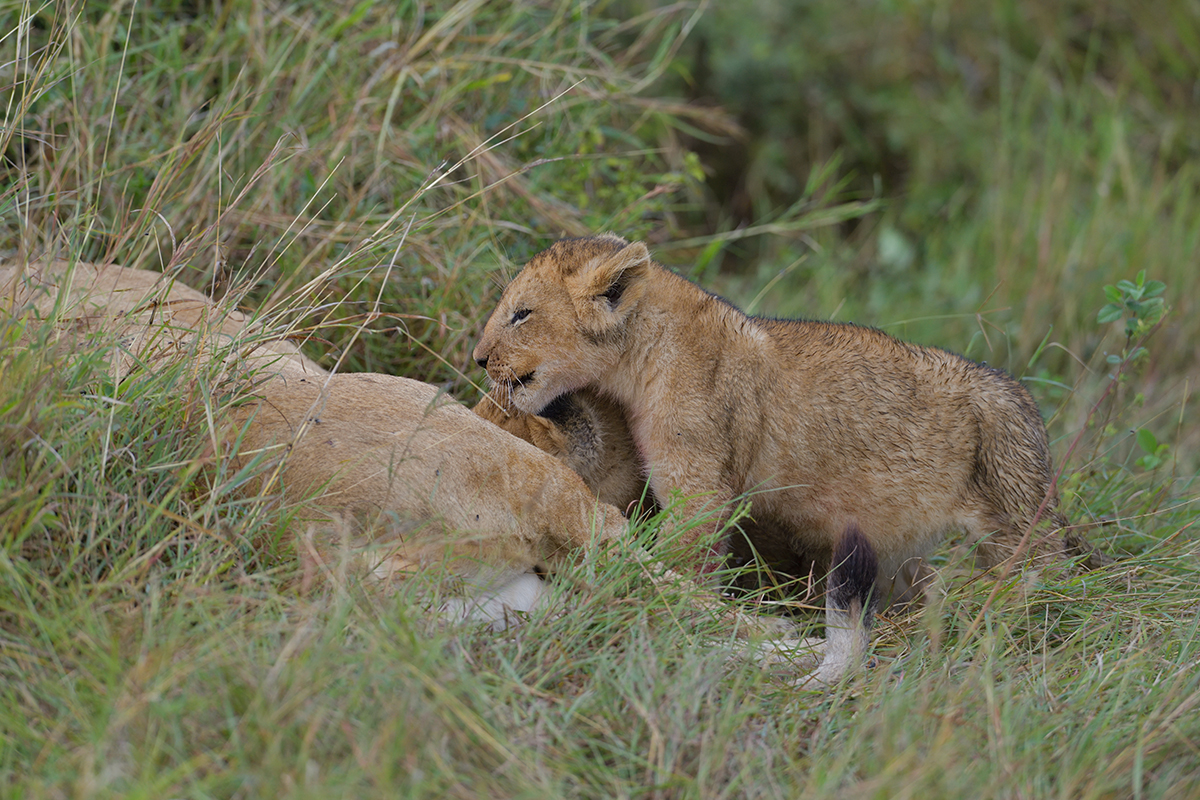_85R2373_20180801_091829_5831Masai Mara 2018_5934Masai Mara 2018.jpg