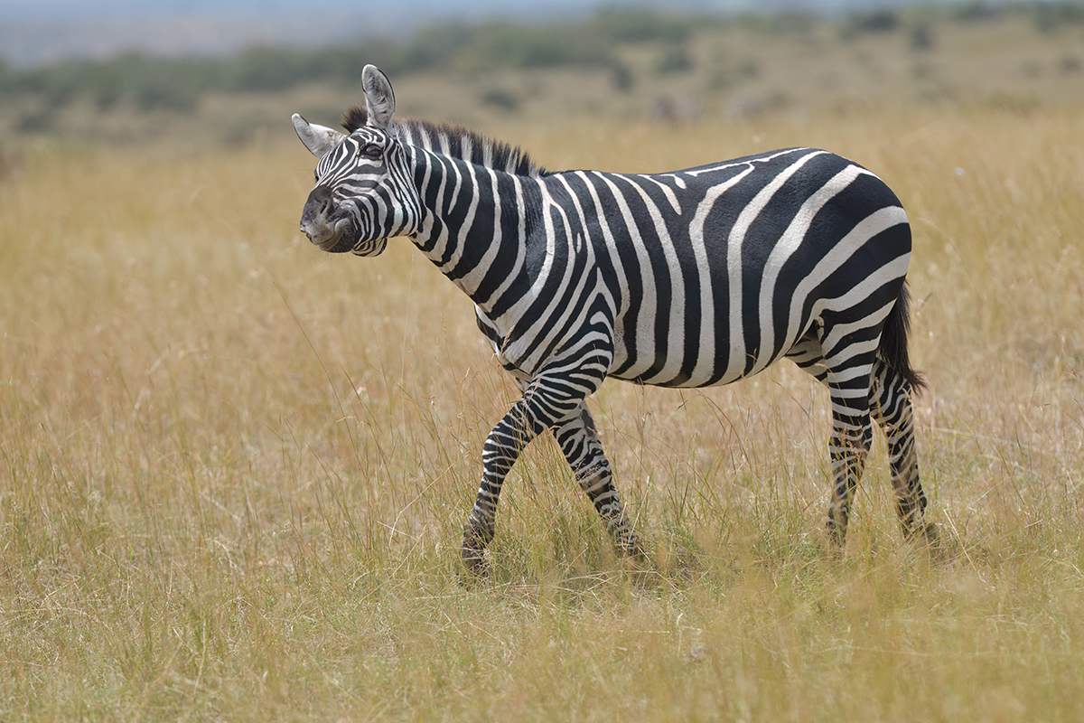 _85R2406_20180718_104857_37Masai Mara 2018-1200.jpg