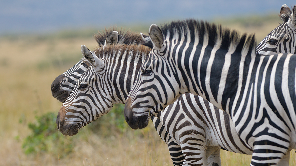 _85R2418_20180718_105036_866Masai Mara 20181200.jpg