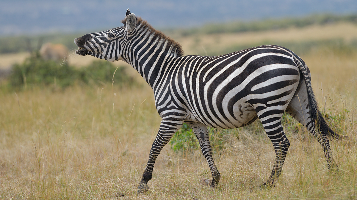 _85R2430_20180718_105046_867Masai Mara 2018-1200.jpg