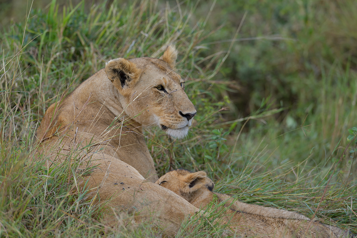 _85R2442_20180801_092258_5832Masai Mara 2018_5935Masai Mara 2018.jpg