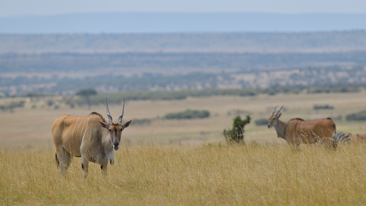 _85R2443_20180718_105106_868Masai Mara 2018-1200.jpg