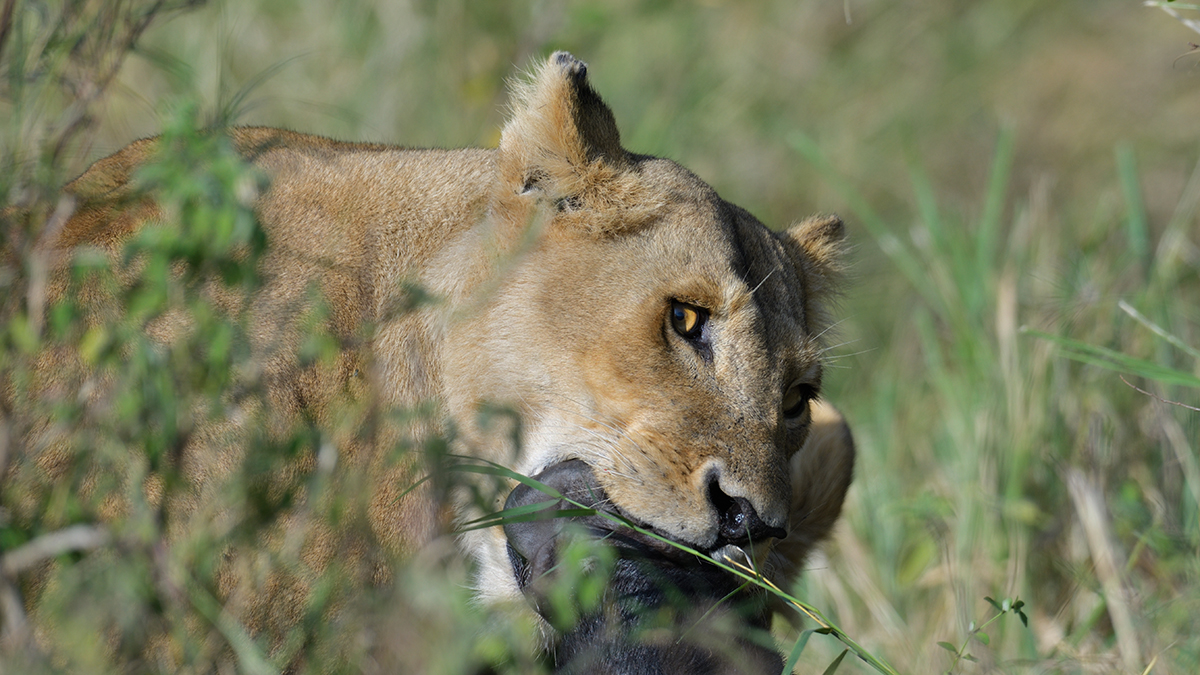 _85R2450_20180724_083539_2400Masai Mara 2018_3358Masai Mara 2018-1200.jpg