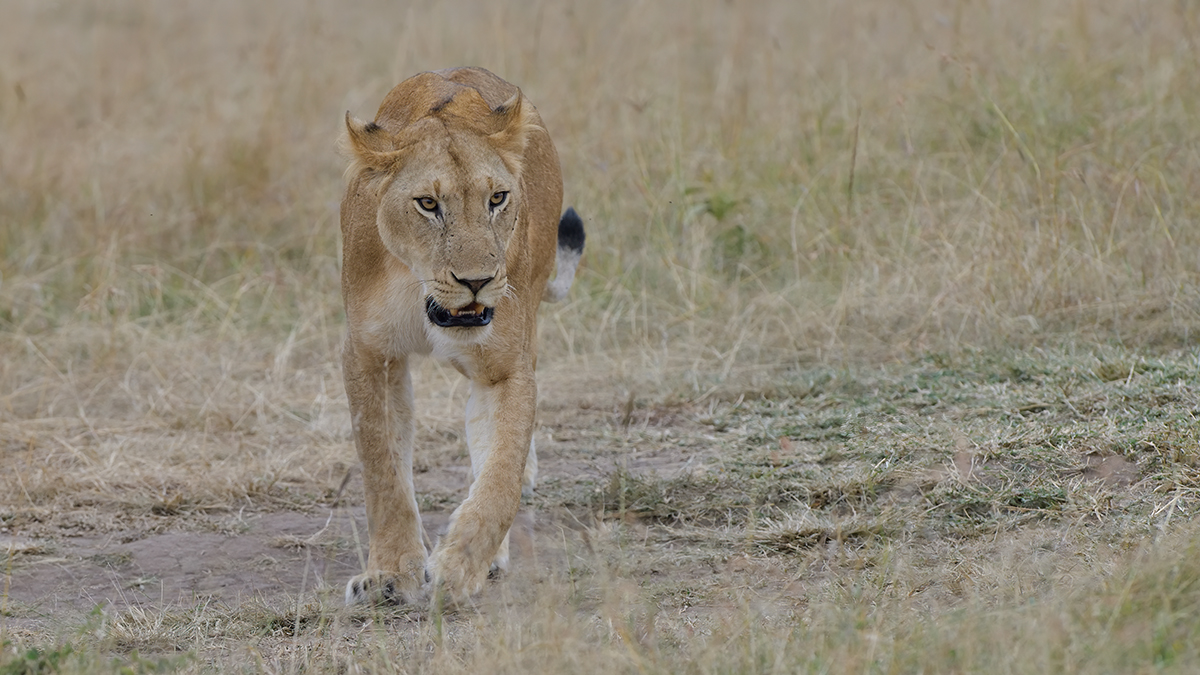 _85R2529_20180718_175419_870Masai Mara 2018-1200.jpg