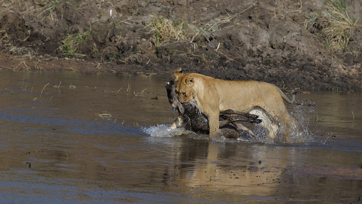 _85R2581_20180724_085154_2401Masai Mara 2018_3359Masai Mara 2018-1200.jpg