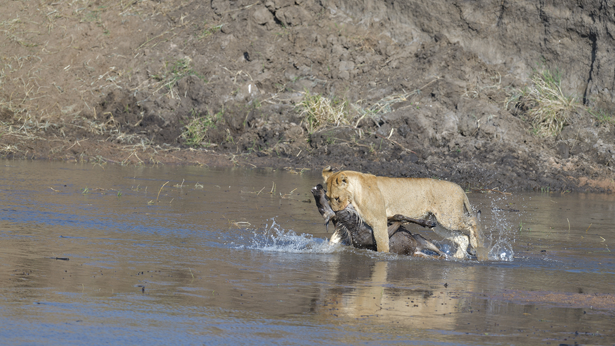 _85R2582_20180724_085154_2402Masai Mara 2018_3360Masai Mara 2018-1200.jpg