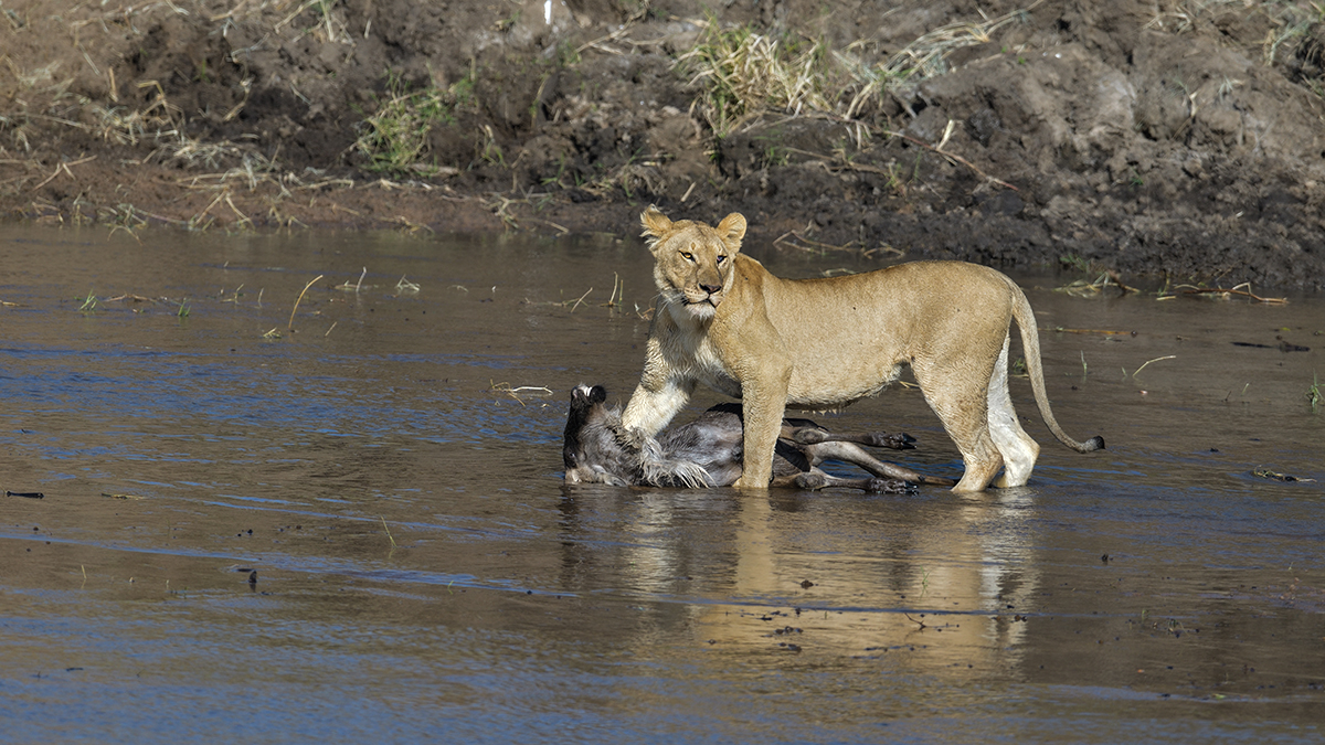 _85R2598_20180724_085203_2403Masai Mara 2018_3361Masai Mara 2018-1200.jpg