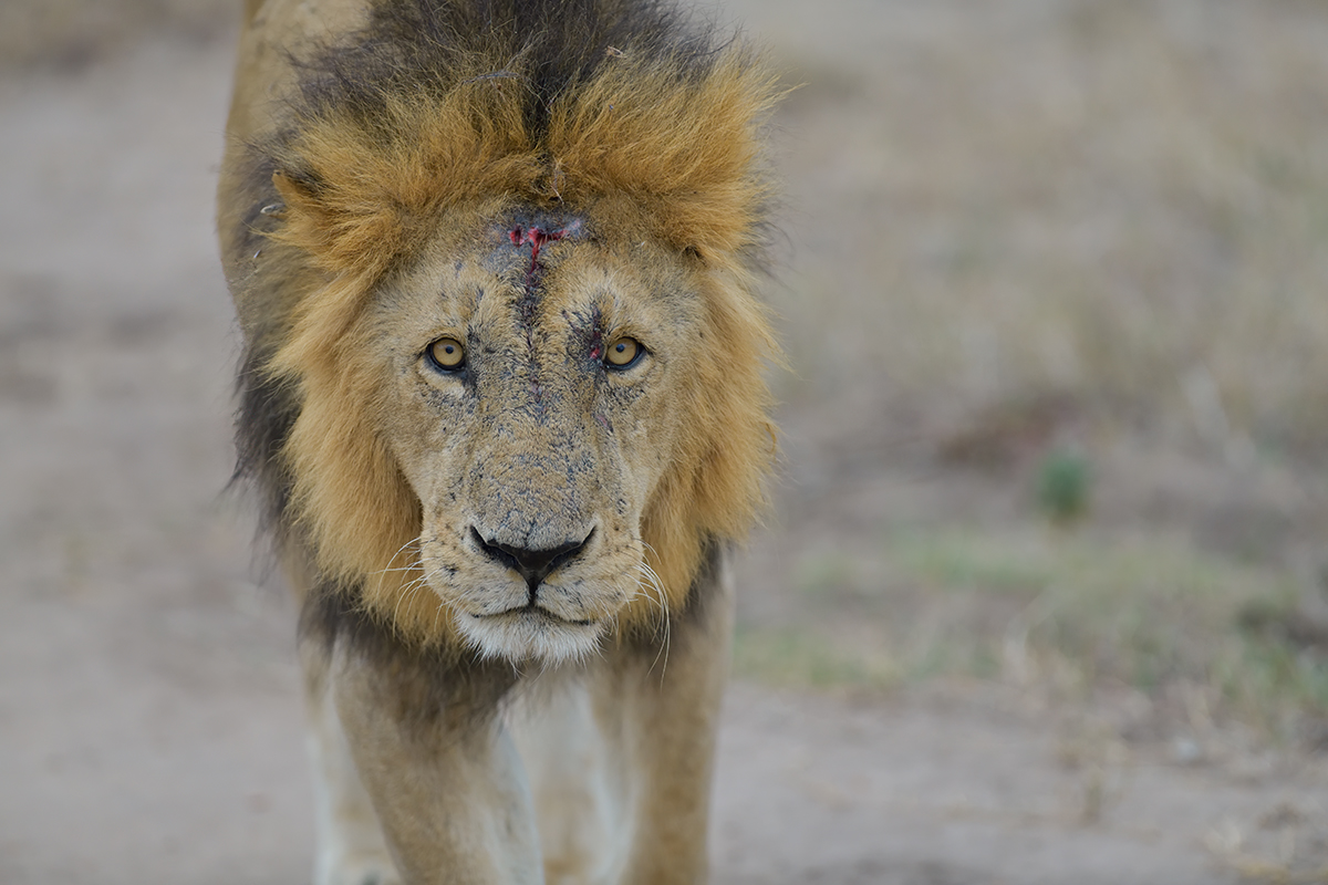 _85R2636_20180718_180814_872Masai Mara 2018-1200.jpg
