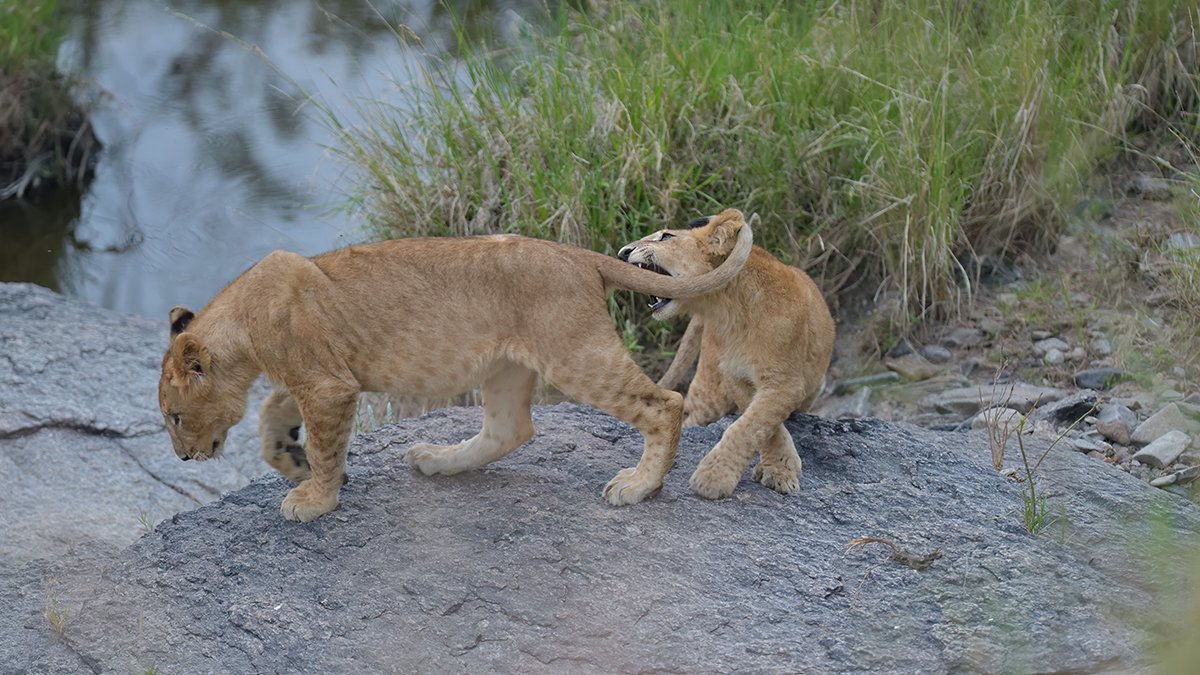 _85R2680_20180718_183714_875Masai Mara 2018-1200.jpg