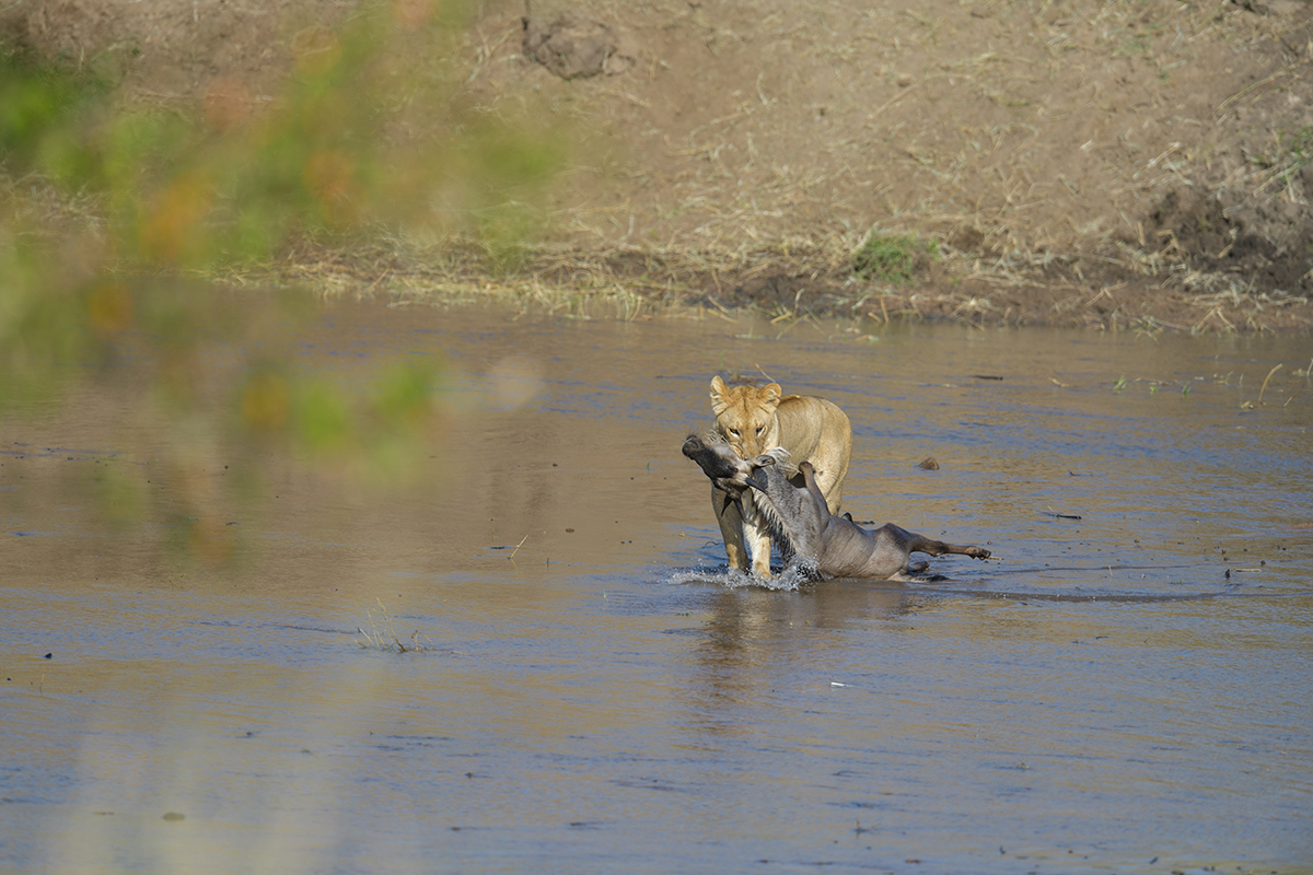 _85R2710_20180724_085409_2404Masai Mara 2018_3362Masai Mara 2018-1200.jpg