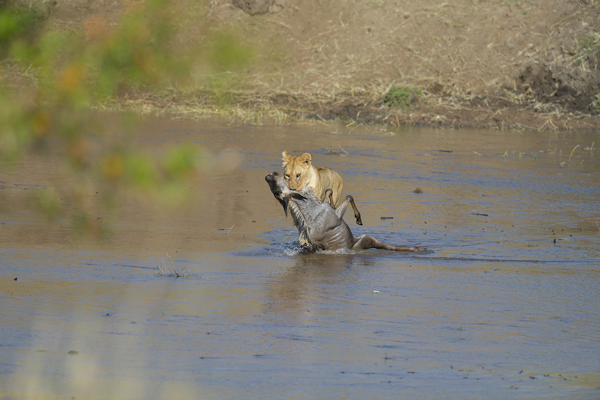 _85R2714_20180724_085410_2405Masai Mara 2018_3363Masai Mara 2018-1200.jpg